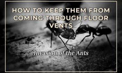 Invasion of the Ants: How to Keep Them from Coming Through Floor Vents